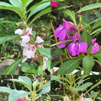 ホウセンカ 鳳仙花 の育て方 種の植え方や水やりの頻度は Greensnap グリーンスナップ