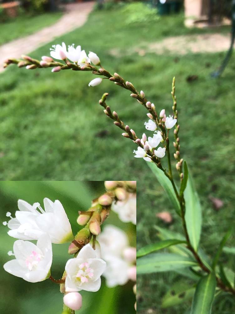 シロバナサクラタデ 白花桜蓼 の投稿画像 By コスモさん 月10月15日 Greensnap グリーンスナップ Greensnap グリーンスナップ