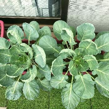 芽キャベツの育て方 植え付けや収穫の時期は 鉢でも栽培できる Greensnap グリーンスナップ