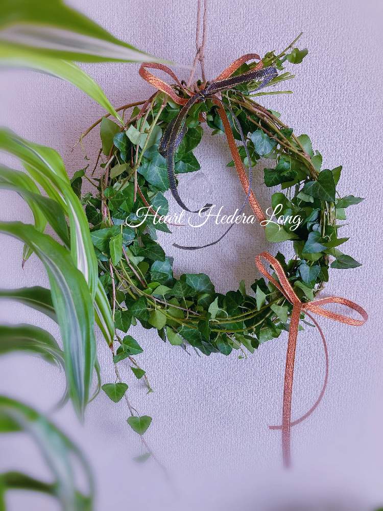 ハートヘデラの投稿画像 By Miccoさん ヘデラのナチュラルリースとヘデラ とハートのアイビーとリーフリースとハートヘデラロング 月10月15日 Greensnap グリーンスナップ
