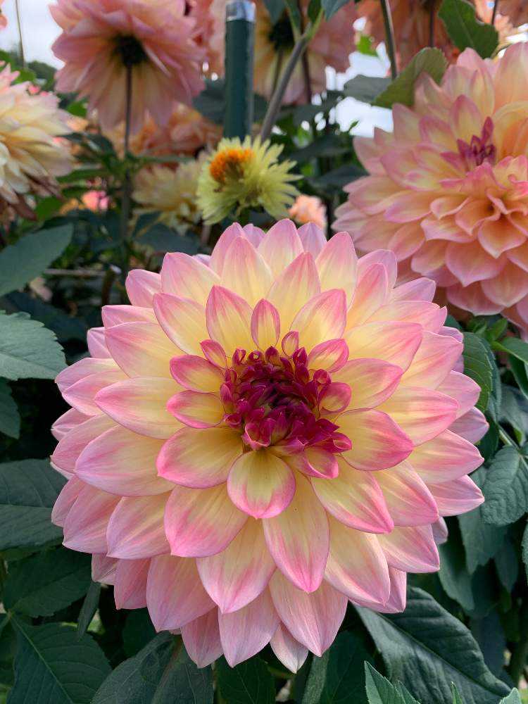 ダリアの種類｜🍀GreenSnap（グリーンスナップ）