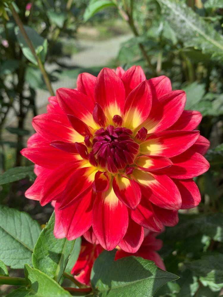 ダリアの種類｜🍀GreenSnap（グリーンスナップ）