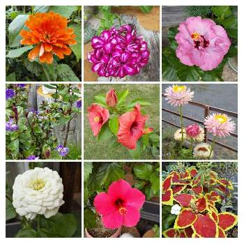 花のある庭❣の画像 by 春の薔薇さん | 広い庭とグレース❣ベロニカとハイビスカス☆と庭うえの花❣️と花のある庭❣とコニファー寄せ植