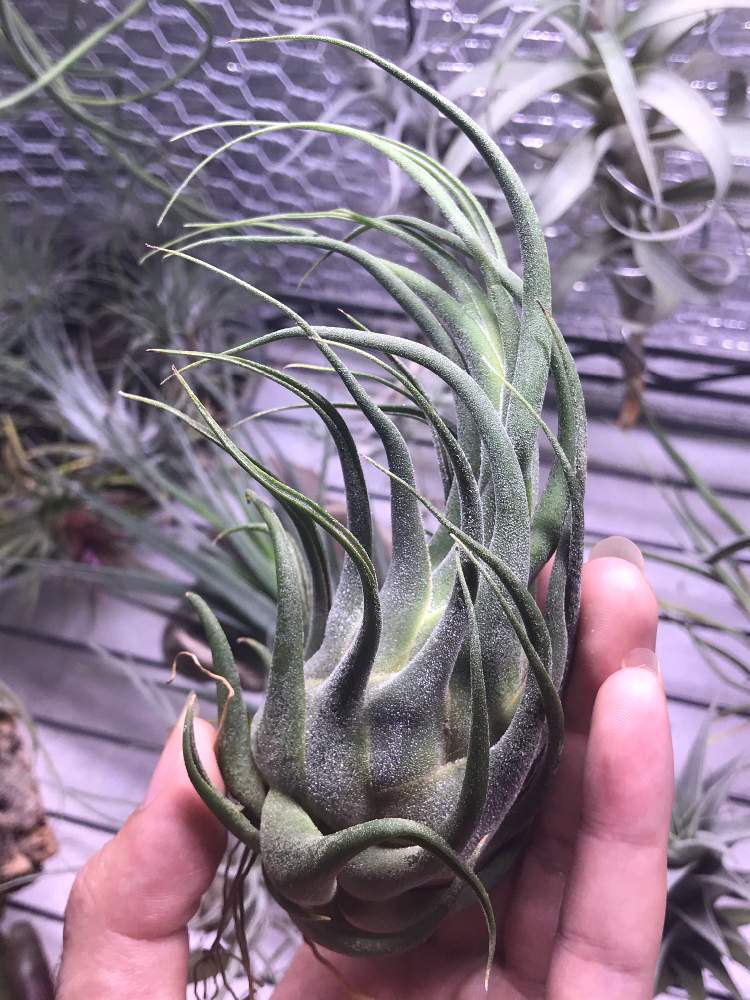 Tillandsia Seleriana Mini Purpleの投稿画像 By しもしもさん ティランジア壺型種とチランジア エアプランツ と希少種 とおうち園芸とチランジア属と珍奇植物とエアプランツとledとエアープランツ チランジア 月10月15日 Greensnap グリーンスナップ