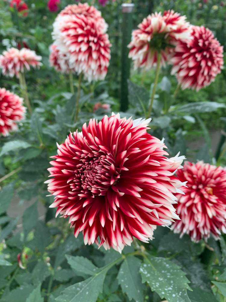 ダリアの種類｜🍀GreenSnap（グリーンスナップ）