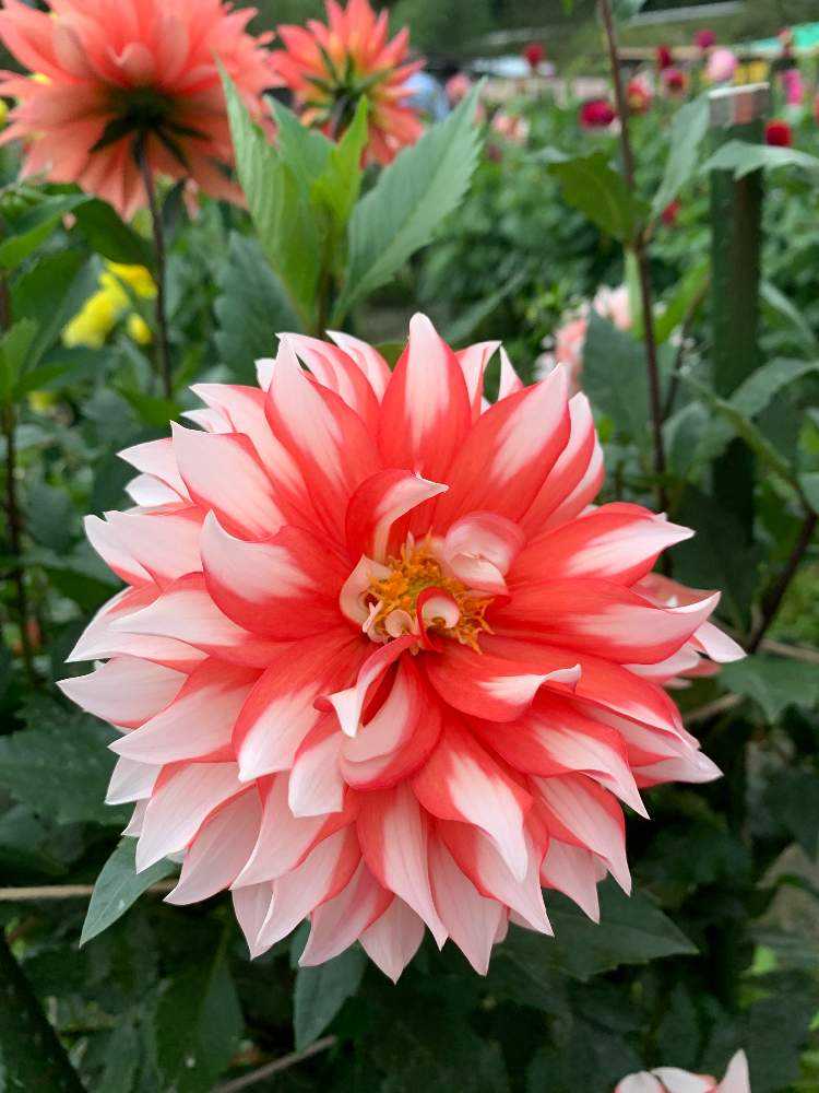 ダリアの種類｜🍀GreenSnap（グリーンスナップ）