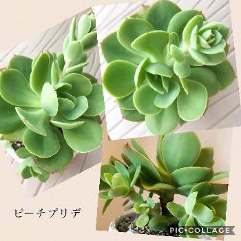 これからどうしようの投稿画像一覧 Greensnap グリーンスナップ