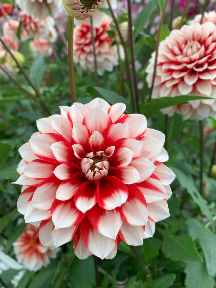 ダリアの種類｜🍀GreenSnap（グリーンスナップ）