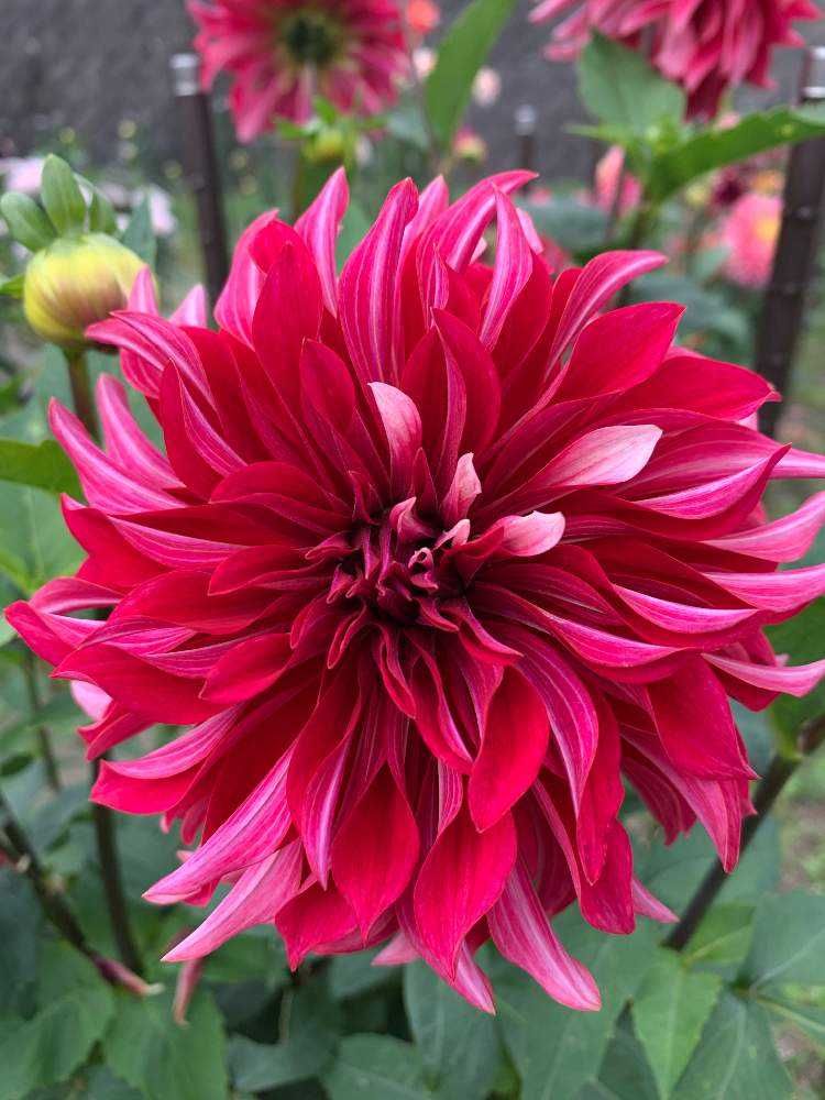 ダリアの種類｜🍀GreenSnap（グリーンスナップ）