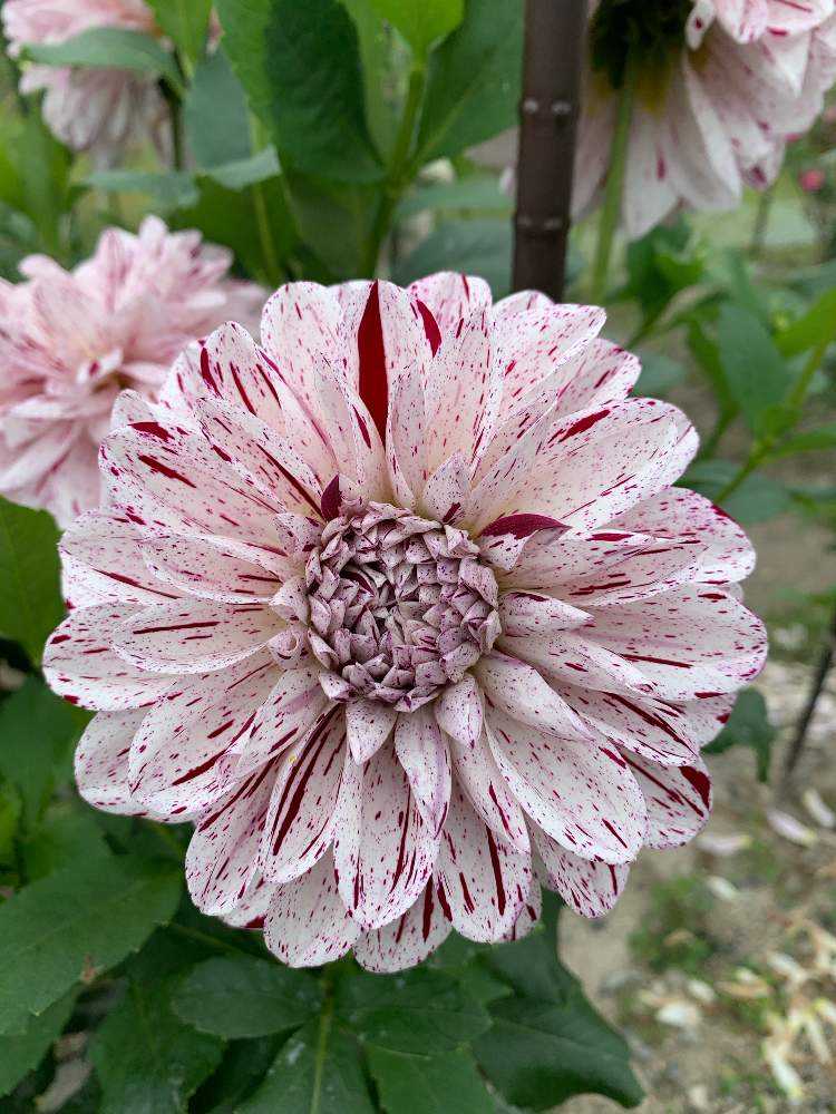 ダリアの種類｜🍀GreenSnap（グリーンスナップ）