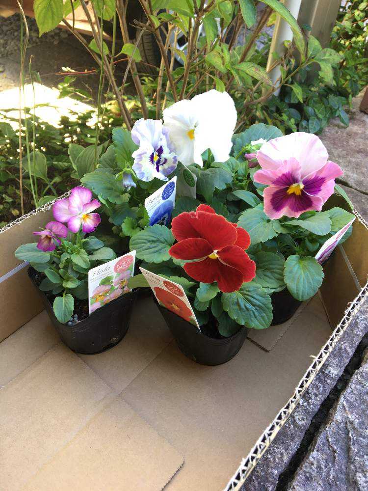 パンジーとビオラ Greensnap グリーンスナップ