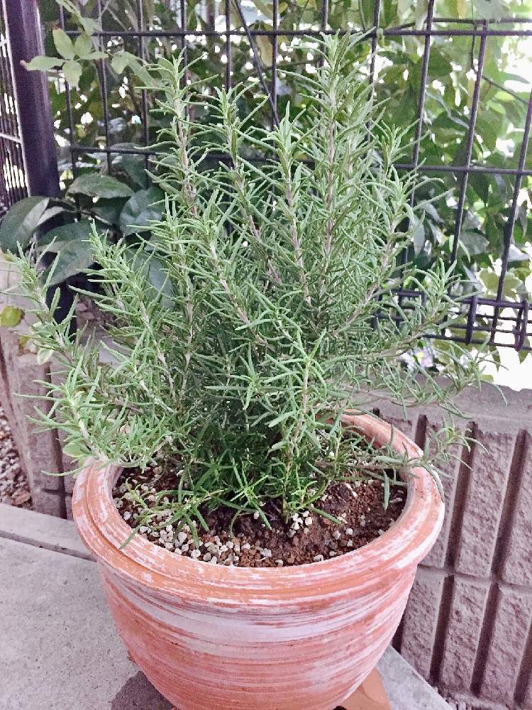 ローズマリーの投稿画像 By Sakeさん ローズマリー トスカナブルーと観葉植物とローズマリー と家庭菜園と初心者とおうちde菜園と食べられる 植物とおうち園芸とハーブとハーブのある暮らしと鉢植えとガーデニングとgreen 月10月15日 Greensnap グリーンスナップ