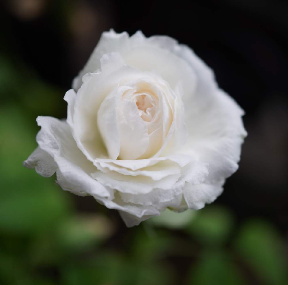 薔薇の投稿画像 By Satsuki6さん 粉粧楼とマクロレンズと薔薇愛同盟とバラ オールドローズとミラーレス一眼と白い花 月10月15日 Greensnap グリーンスナップ