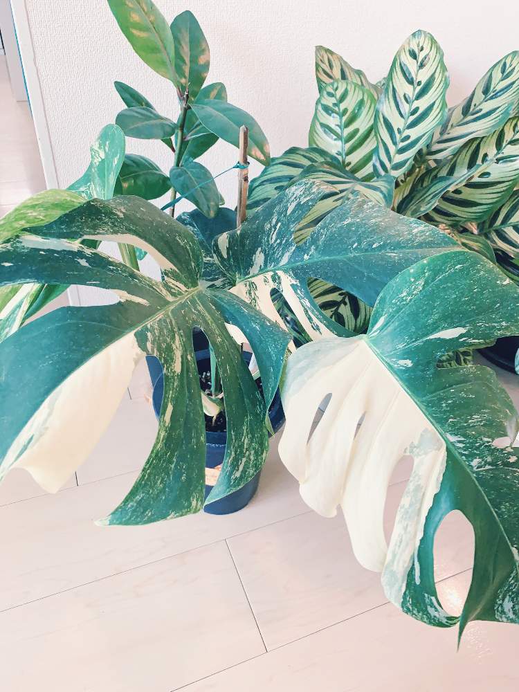 カラテア マコヤナの投稿画像 By Aoさん 斑入りモンステラとバリントニアとモンステラ属と観葉植物と 斑入りモンステラと観葉植物のある暮らしとモンステラ大好き 月10月15日 Greensnap グリーンスナップ
