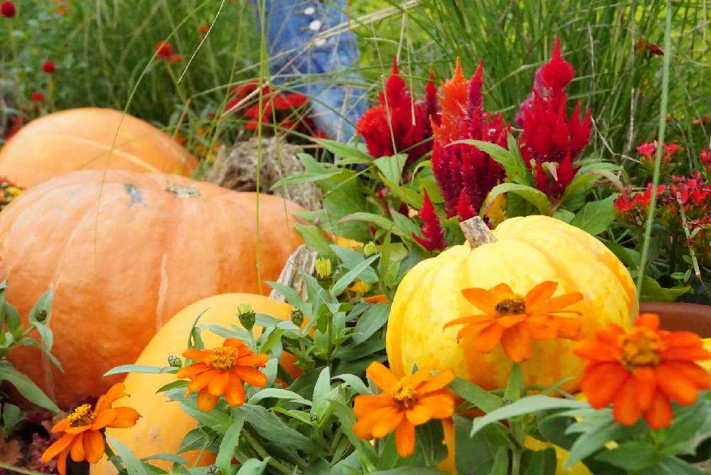 池袋西武 食と緑の空中庭園 秋 Greensnap グリーンスナップ