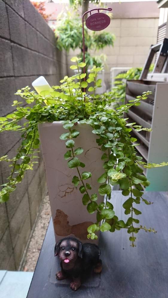 リシマキアの投稿画像 By Hiroさん 植物のある暮らしと100均と陶器の鉢と癒しと植物と犬の置物とピックとリシマキア 月10月15日 Greensnap グリーンスナップ