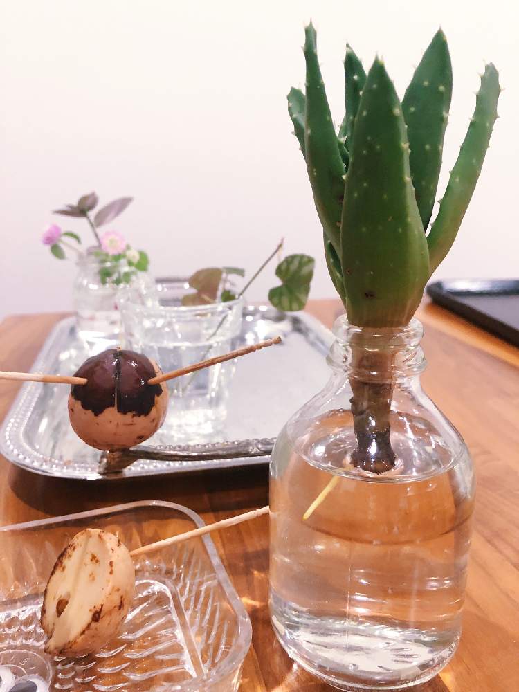 アボカドの投稿画像 By Naruohさん アロエと観葉植物と水挿しとおうち園芸と植中毒と水耕栽培 月10月15日 Greensnap グリーンスナップ