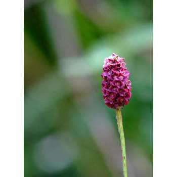 吾亦紅の投稿画像一覧 Greensnap グリーンスナップ