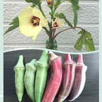オクラ,紅オクラ,丸莢オクラエメラルド,心に笑顔の花をの画像