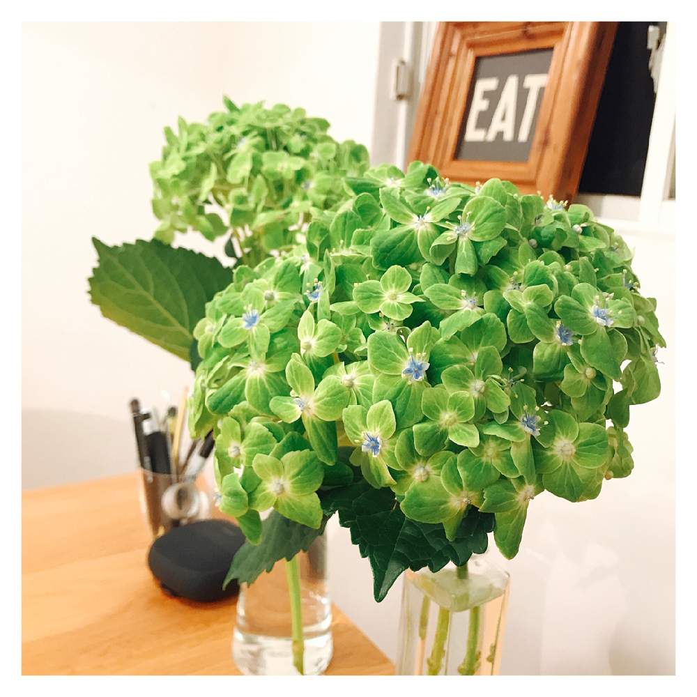 紫陽花の投稿画像 By あきおさん お出かけ先と切花と紫陽花 アジサイ あじさいと切花と紫陽花 アジサイ あじさい 月10月15日 Greensnap グリーンスナップ Greensnap グリーンスナップ 紫陽花の投稿画像 By あきおさん お出かけ先と切花と紫陽花 アジサイ あじさいと切花と紫陽花 アジサイ あじさい 月10月15日 Greensnap グリーンスナップ Greensnap グリーンスナップ