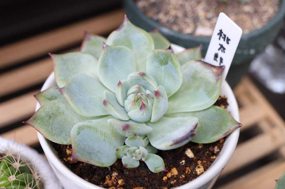 エケベリア　桃太郎　多肉植物 47 エケベリア桃太郎の成長記録 2021/2/14更新｜🍀GreenSnap（グリーン