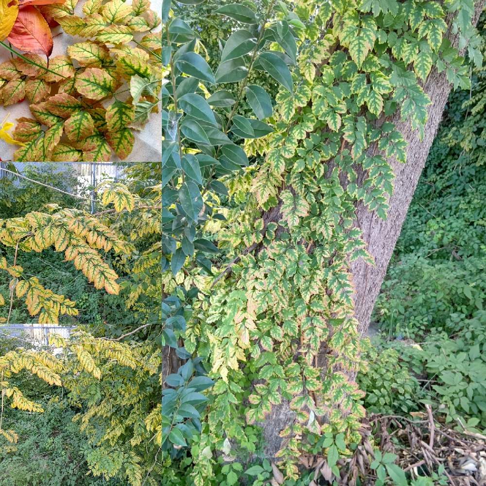 ノウゼンカズラの紅葉の投稿画像 By Natsumenobabaさん 花散歩と緑は癒しとお出かけ先と花散歩と緑は癒し 月10月16日 Greensnap グリーンスナップ Greensnap グリーンスナップ