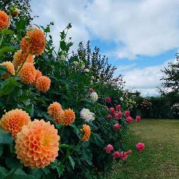 中野一本木公園の画像 by ガーデン ママさん | 信州の秋と中野一本木公園と魔女の生活と花のある暮らしと緑のある風景