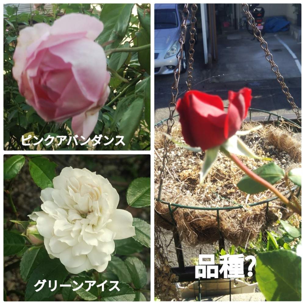 薔薇ピンクアバンダンスの投稿画像 By メリーさん グリーンアイス薔薇とおうち園芸と鉢植えと小さい花壇と花のある暮らしと真っ赤な薔薇の花と狭い花壇と 地植え 月10月16日 Greensnap グリーンスナップ