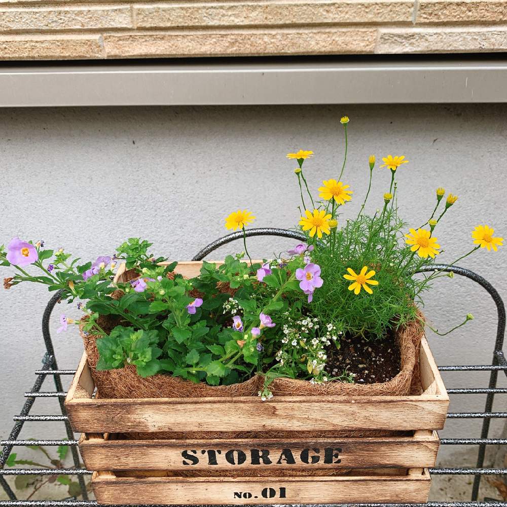 アリッサムの投稿画像 By きくみさん バコパとダークベルグデイジーと木箱寄せ植えと花言葉は 小さな強さ と寄せ植えとおうち園芸と植中毒と黄色い花と 花言葉 心が和む とかわいい色と白い花と小さな花と紫の花 月10月16日 Greensnap グリーンスナップ