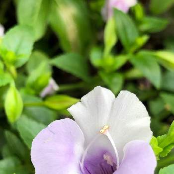 夏の終わりの投稿画像一覧 Greensnap グリーンスナップ