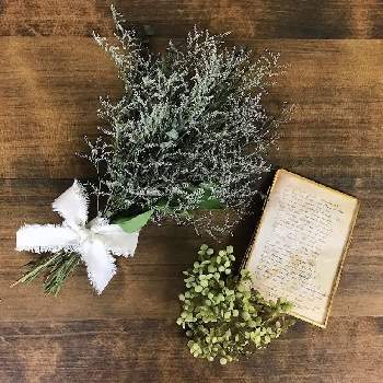 エバーライトの投稿画像一覧 Greensnap グリーンスナップ