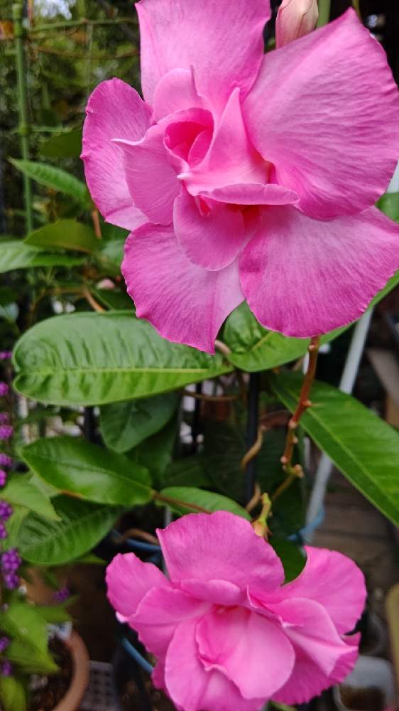 サンパラソル マンデビラ の投稿画像 By Chieさん サンパラソル マンデビラとおうち園芸と今朝のにわ 月10月16日 Greensnap グリーンスナップ