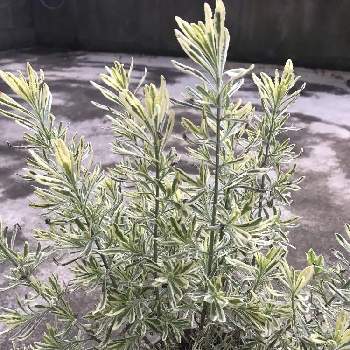 ラベンダー メルローの投稿画像一覧 Greensnap グリーンスナップ