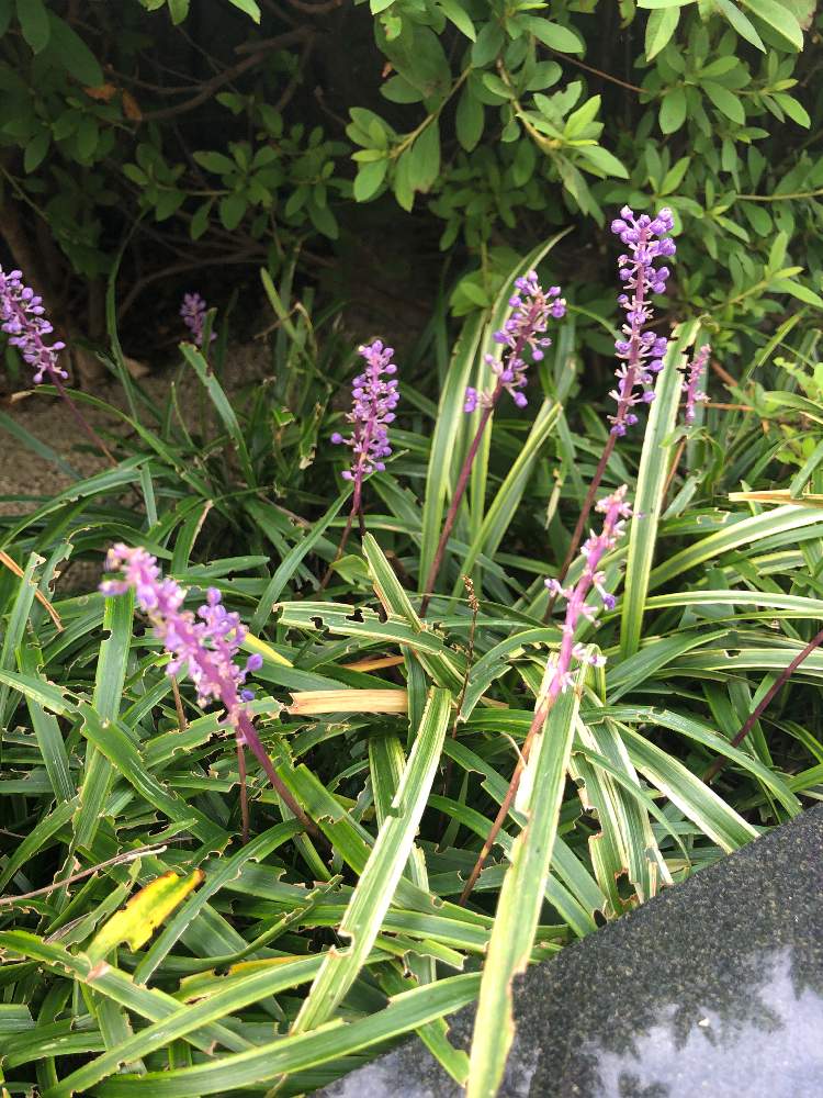 ヤブランの投稿画像 By ノースポールさん 月10月16日 Greensnap グリーンスナップ