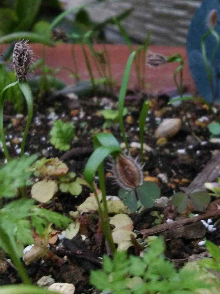 オルレアの種から 開花まで成長の記録 Greensnap グリーンスナップ