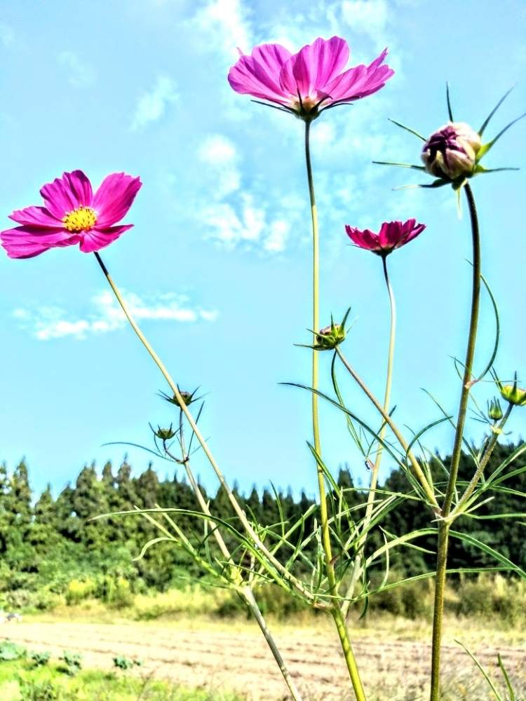 コスモスの投稿画像 By あちゃこさん お出かけ先と月山高原牧場とこの色大好き と美しい咲き姿と可愛い色と可愛い光景とピンクが素敵と月山高原牧場とこの色大好き と美しい咲き姿と可愛い色と可愛い光景とピンクが素敵 月10月16日 Greensnap グリーン