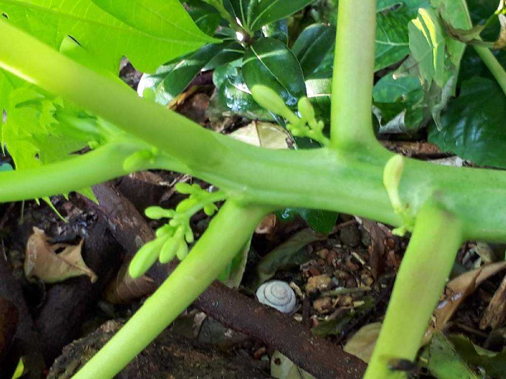 パパイヤ Greensnap グリーンスナップ