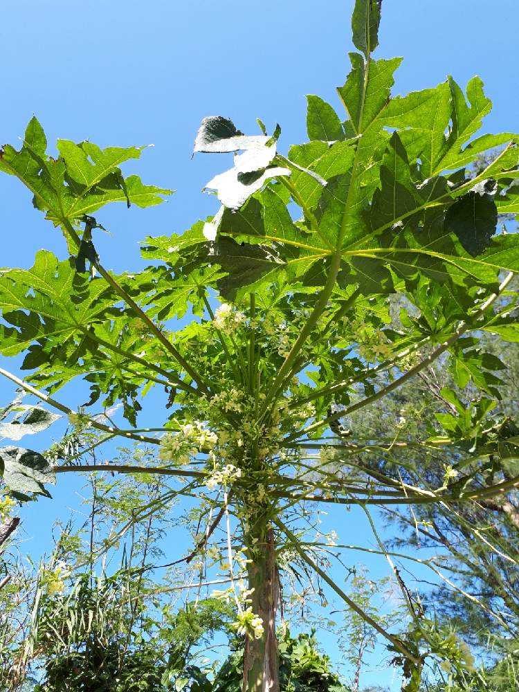 パパイヤ Greensnap グリーンスナップ