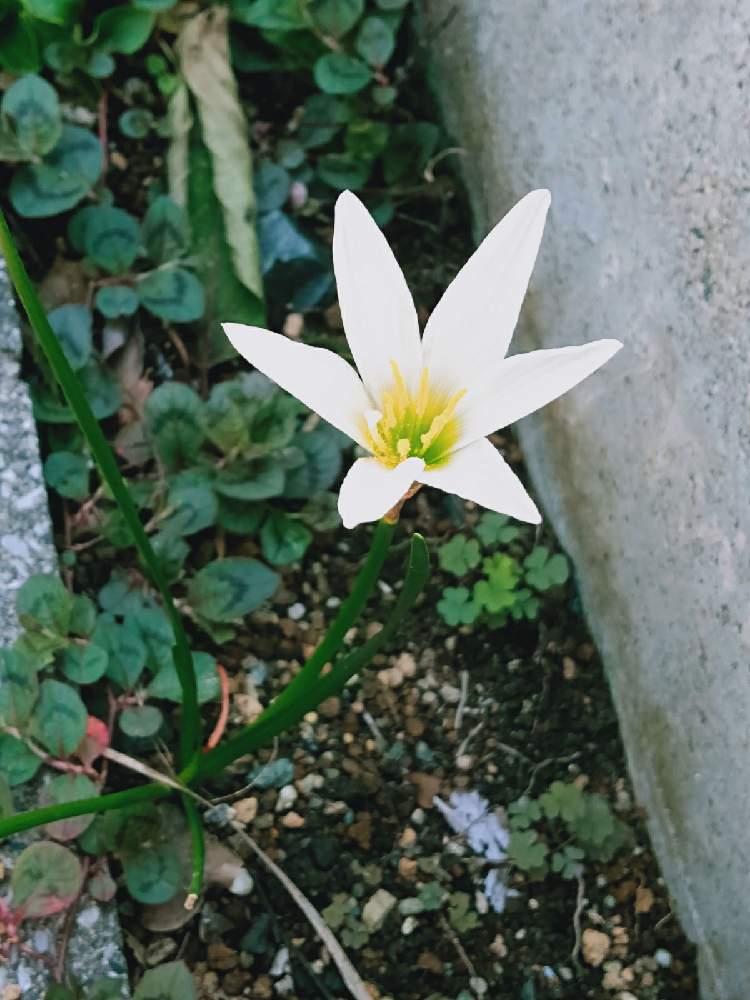 ゼフィランサスの投稿画像 By Ohmasaさん タマスダレと夏から秋に咲くと四季水仙とピンクの花もｱﾘとヒガンバナ科と皮の黒い球根とﾎｿﾅｶﾞｲ常緑の葉 月10月16日 Greensnap グリーンスナップ