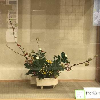 和室の花の投稿画像一覧 Greensnap グリーンスナップ