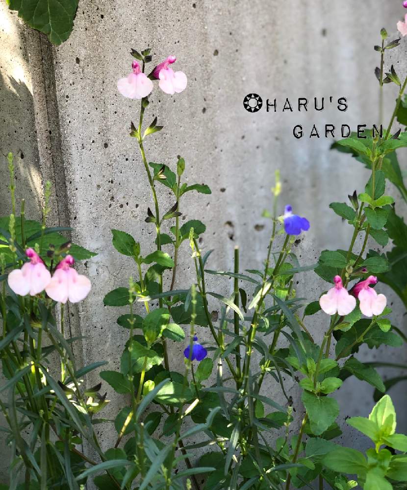 コバルトセージの投稿画像 By はる さん チェリーセージダンシングドールと小花会とおうち園芸とガーデニングと花のある暮らしと秋に咲かせた花 園芸ガイドとはる 花壇 月10月16日 Greensnap グリーンスナップ