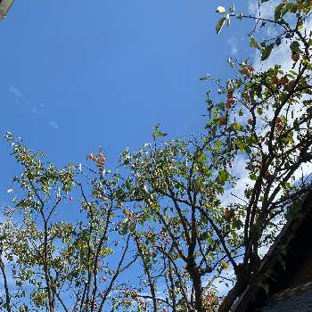 澄んだ青空の画像 by リトルクローバーさん | 庭の柿の木と澄んだ青空とコロナウイルスに負けるな‼とあきとチーム愛知と青空