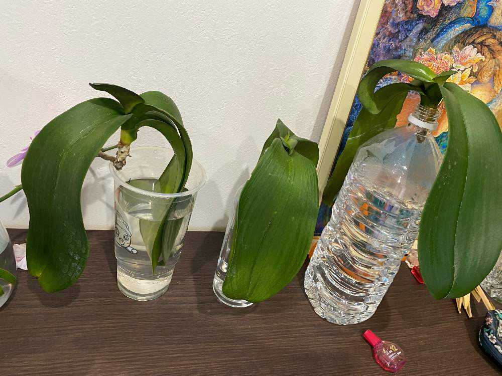 根なし胡蝶蘭の再生記録 Greensnap グリーンスナップ 根なし胡蝶蘭の再生記録 Greensnap グリーンスナップ