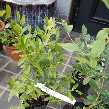 ブルーベリー ピンクレモネードの投稿画像一覧 Greensnap グリーンスナップ