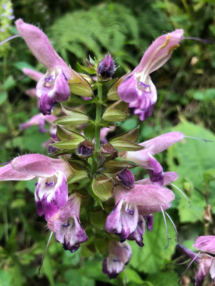 アキギリ 分布する狭い珍しい花 見たいです の投稿画像 By Hanahaさん 月10月16日 Greensnap グリーンスナップ Greensnap グリーンスナップ