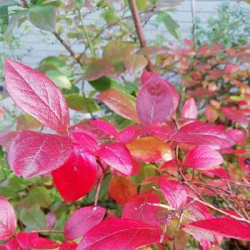 ブルーベリーの木（紅葉）の画像 by モコモコ✨さん | 小さな庭とブルーベリーの木（紅葉）と花のある暮らしと紅葉（こうよう）と素敵な葉とおうち園芸と家庭果樹