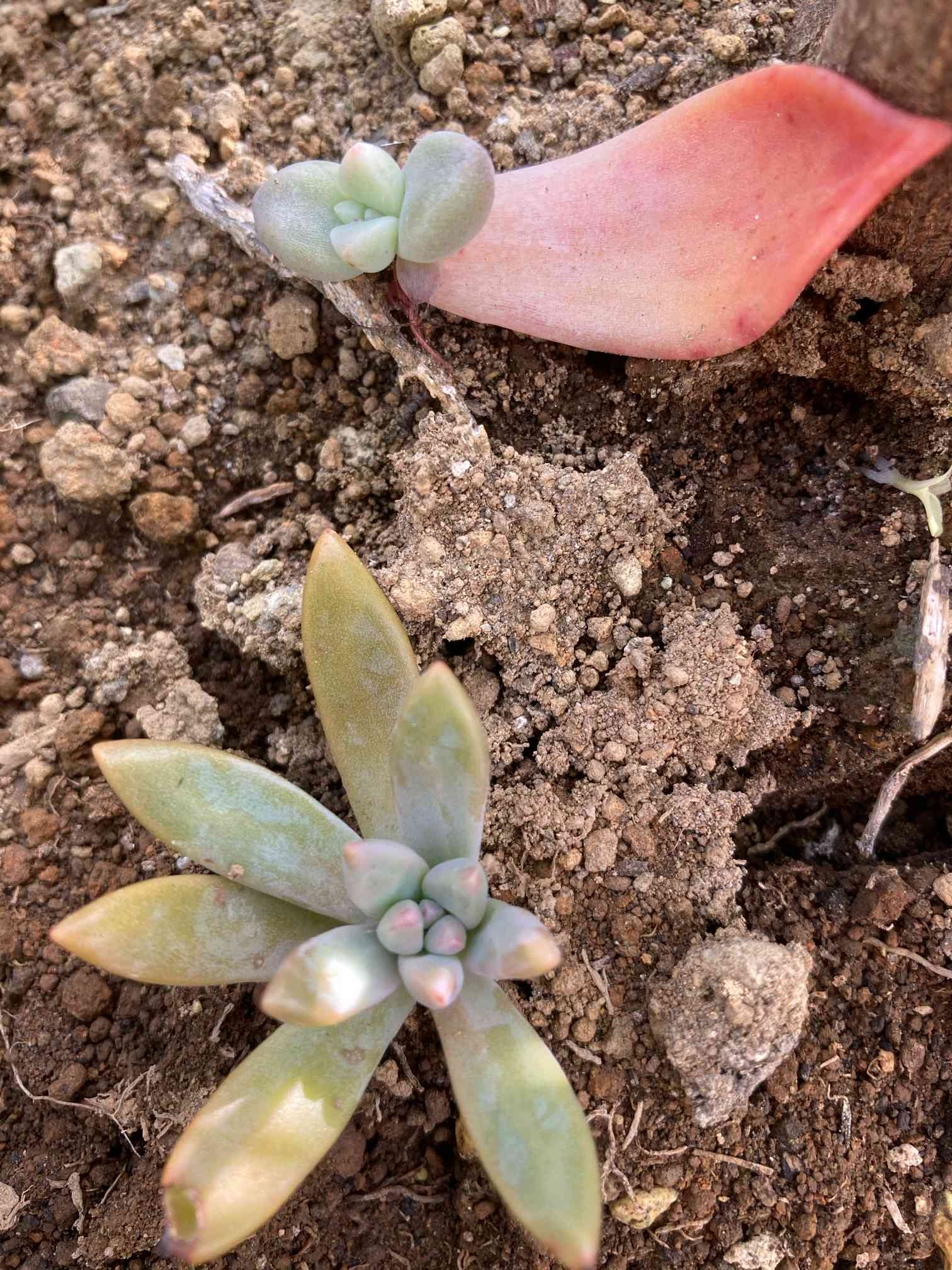 多肉初心者あるある・・・振り返ると、秋麗、朧月がいる