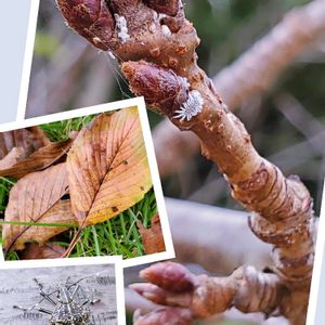 ソメイヨシノ,クサギカメムシ,コナカイガラムシ.,樹木,葉っぱの画像