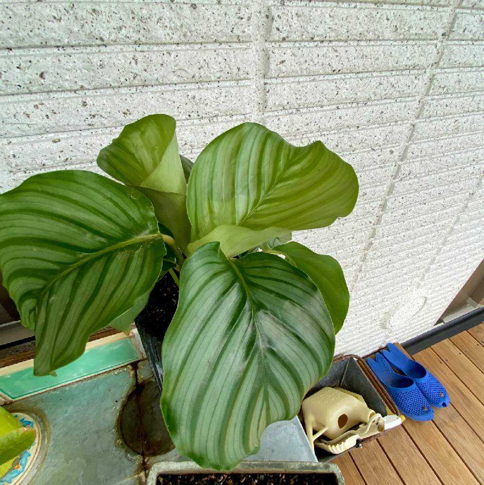 カラテア オルビフォリアの投稿画像 By しおんさん 観葉植物と半日陰とハイドロ苗と植え替えと新入りとホームセンター 月10月16日 Greensnap グリーンスナップ