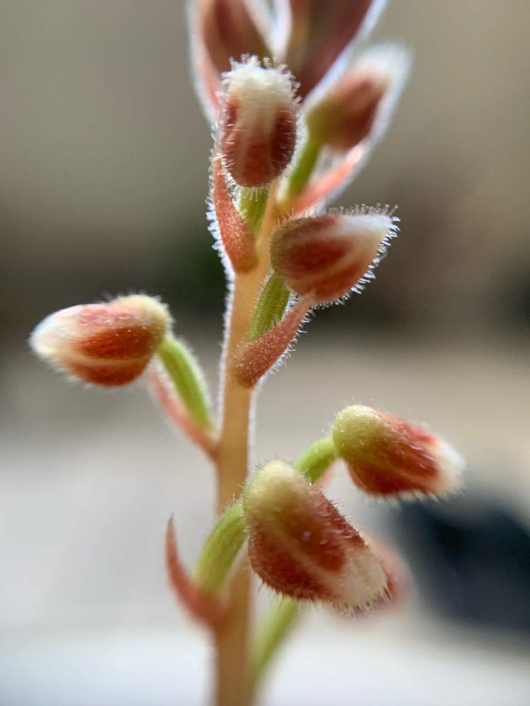 ジュエルオーキッド マコデスペトラの投稿画像 By 風の谷のなんちゃらさん インテリアグリーンと植物のある暮らしとマクロレンズ 月10月16日 Greensnap グリーンスナップ